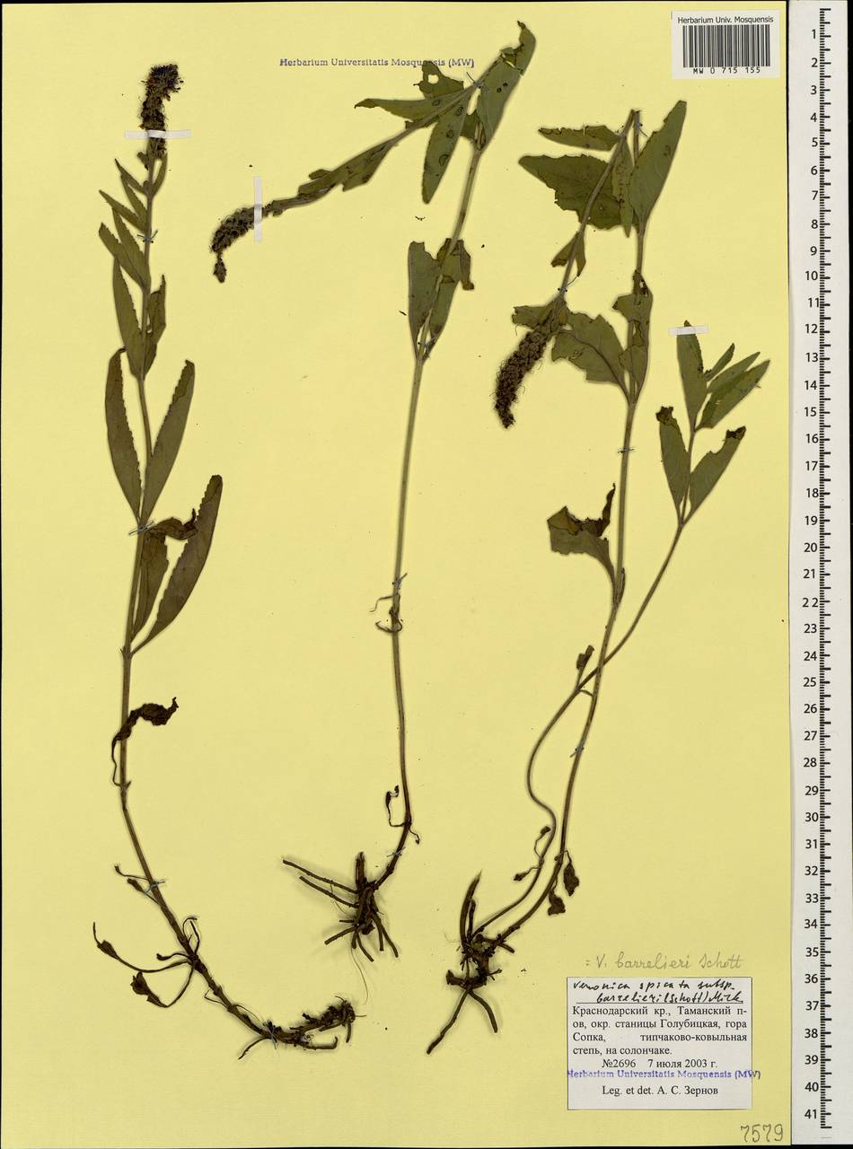 Veronica barrelieri Schott ex Roem. & Schult., Caucasus, Krasnodar Krai & Adygea (K1a) (Russia)