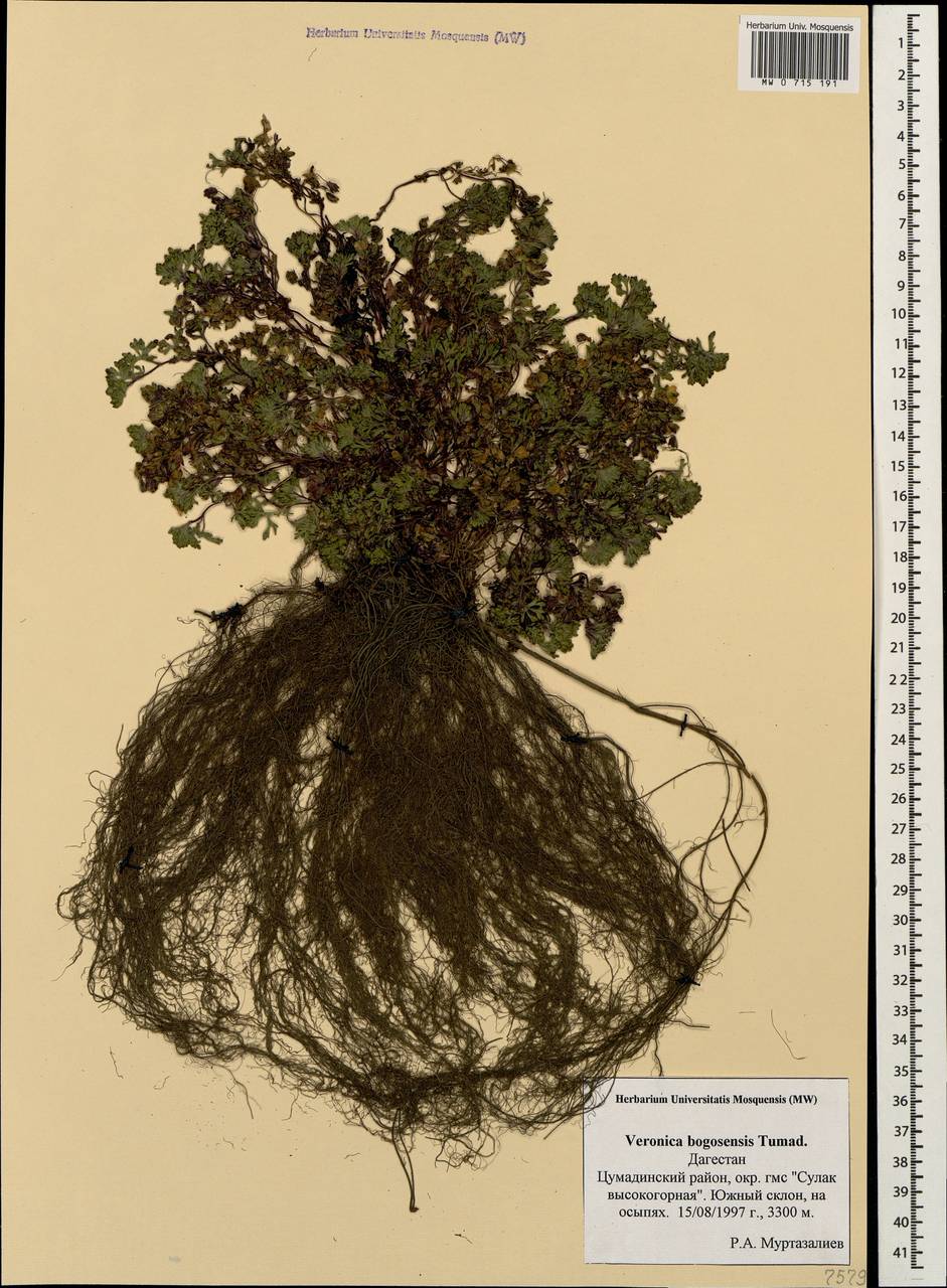 Veronica bogosensis Tumadz., Caucasus, Dagestan (K2) (Russia)