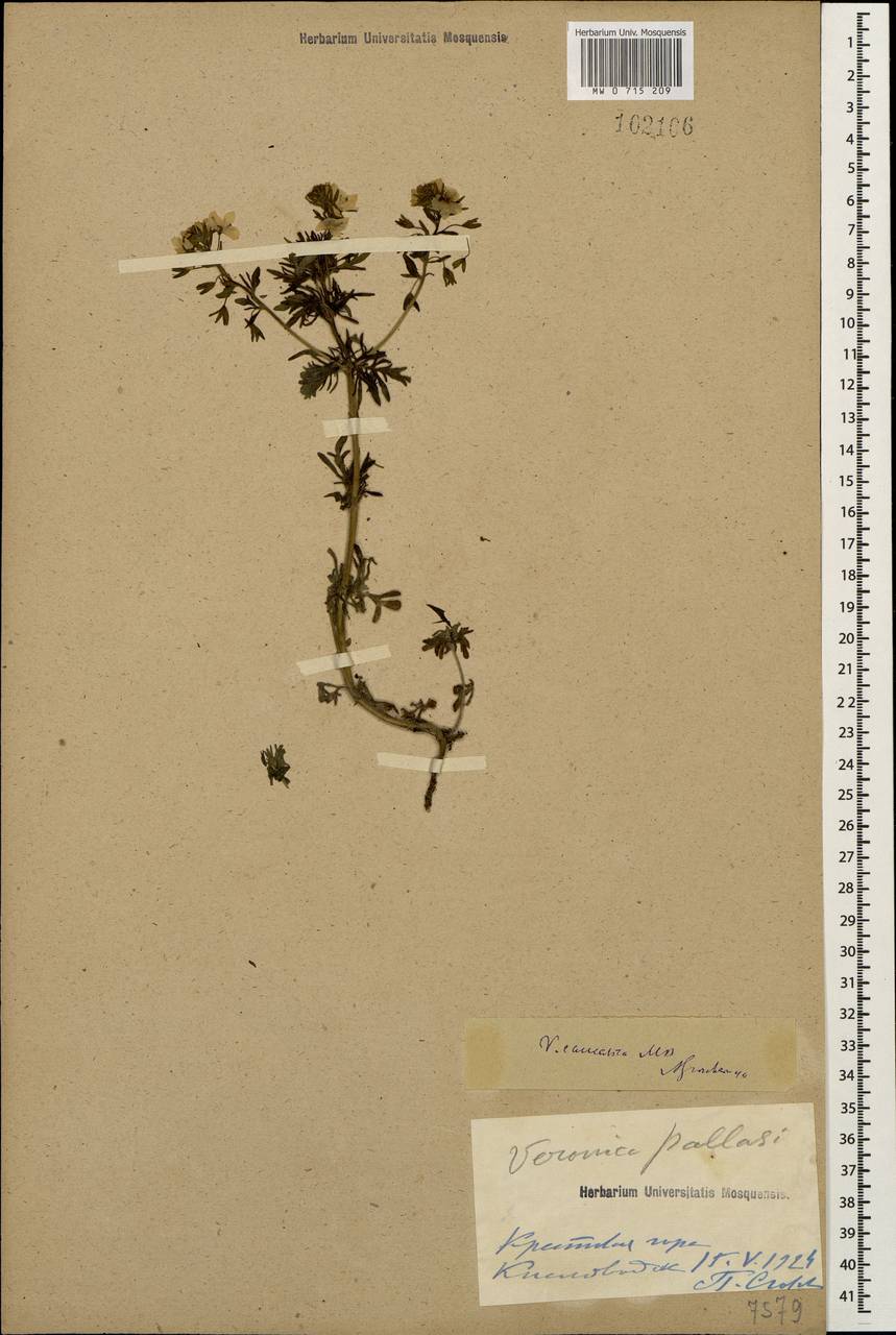 Veronica caucasica M. Bieb., Caucasus, Stavropol Krai, Karachay-Cherkessia & Kabardino-Balkaria (K1b) (Russia)