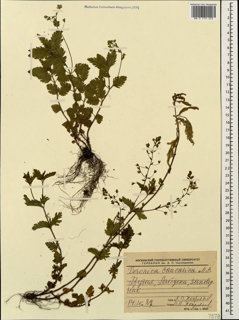 Veronica caucasica M. Bieb., Caucasus, Georgia (K4) (Georgia)