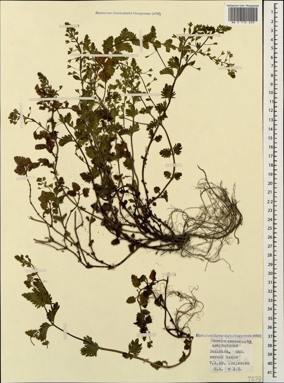 Veronica caucasica M. Bieb., Caucasus, Azerbaijan (K6) (Azerbaijan)