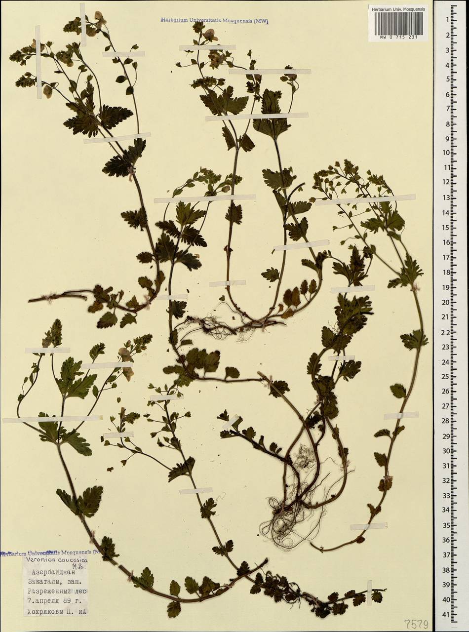 Veronica caucasica M. Bieb., Caucasus, Azerbaijan (K6) (Azerbaijan)
