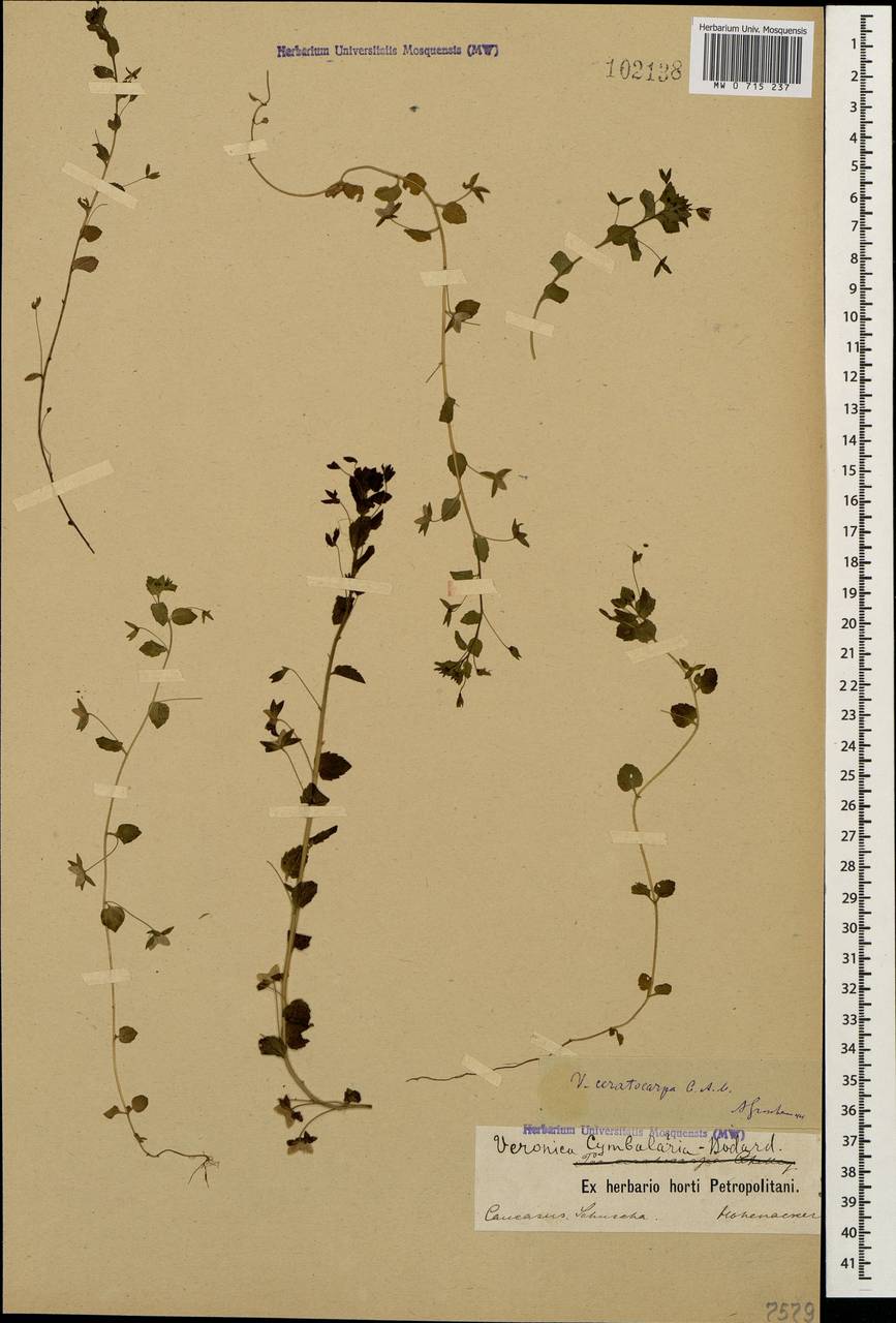 Veronica ceratocarpa C. A. Mey., Caucasus, Azerbaijan (K6) (Azerbaijan)