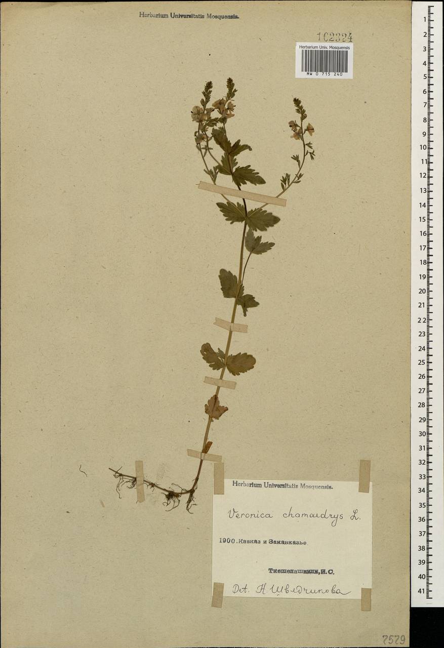 Veronica chamaedrys L., Caucasus (no precise locality) (K0)