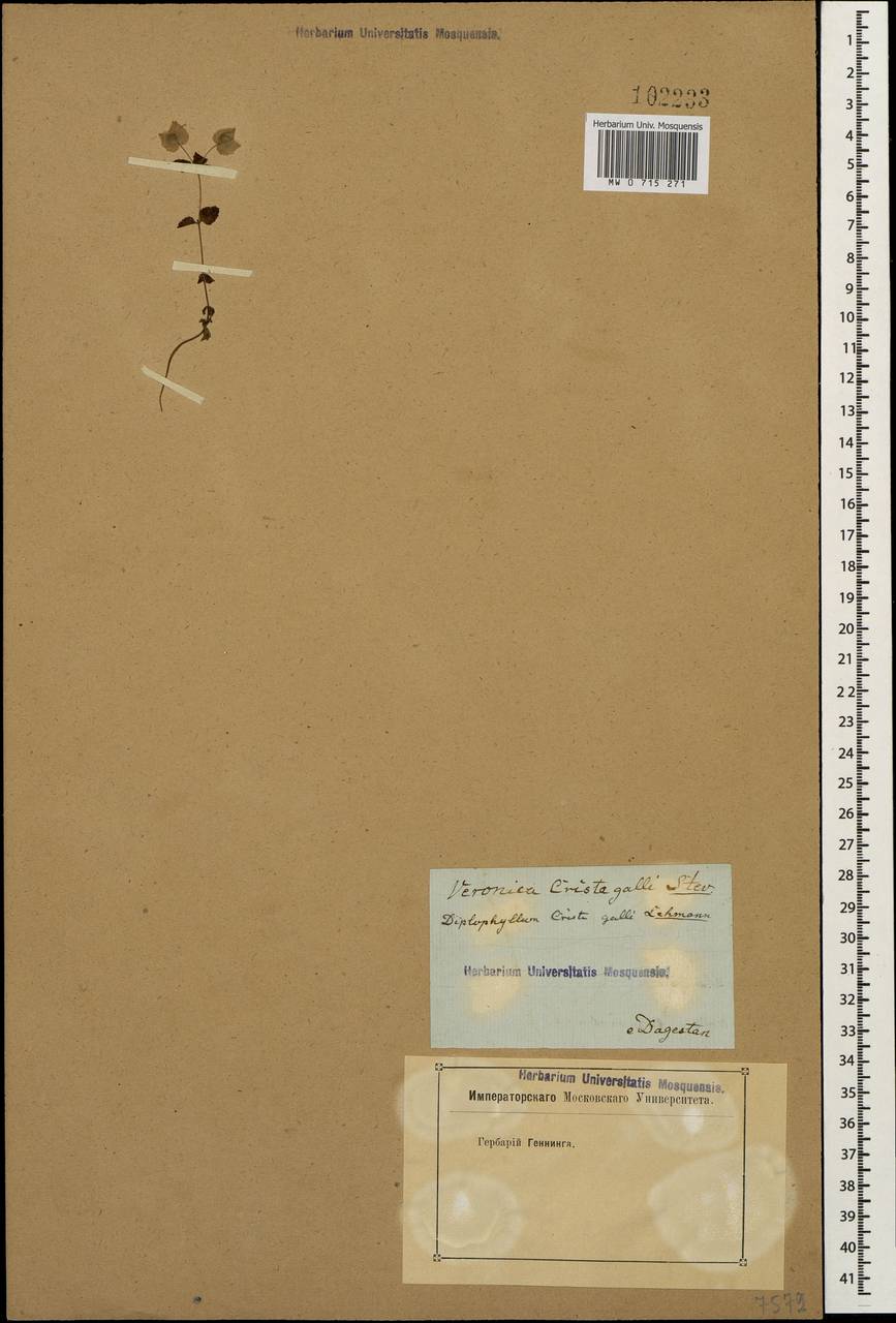 Veronica crista-galli Steven, Caucasus, Dagestan (K2) (Russia)