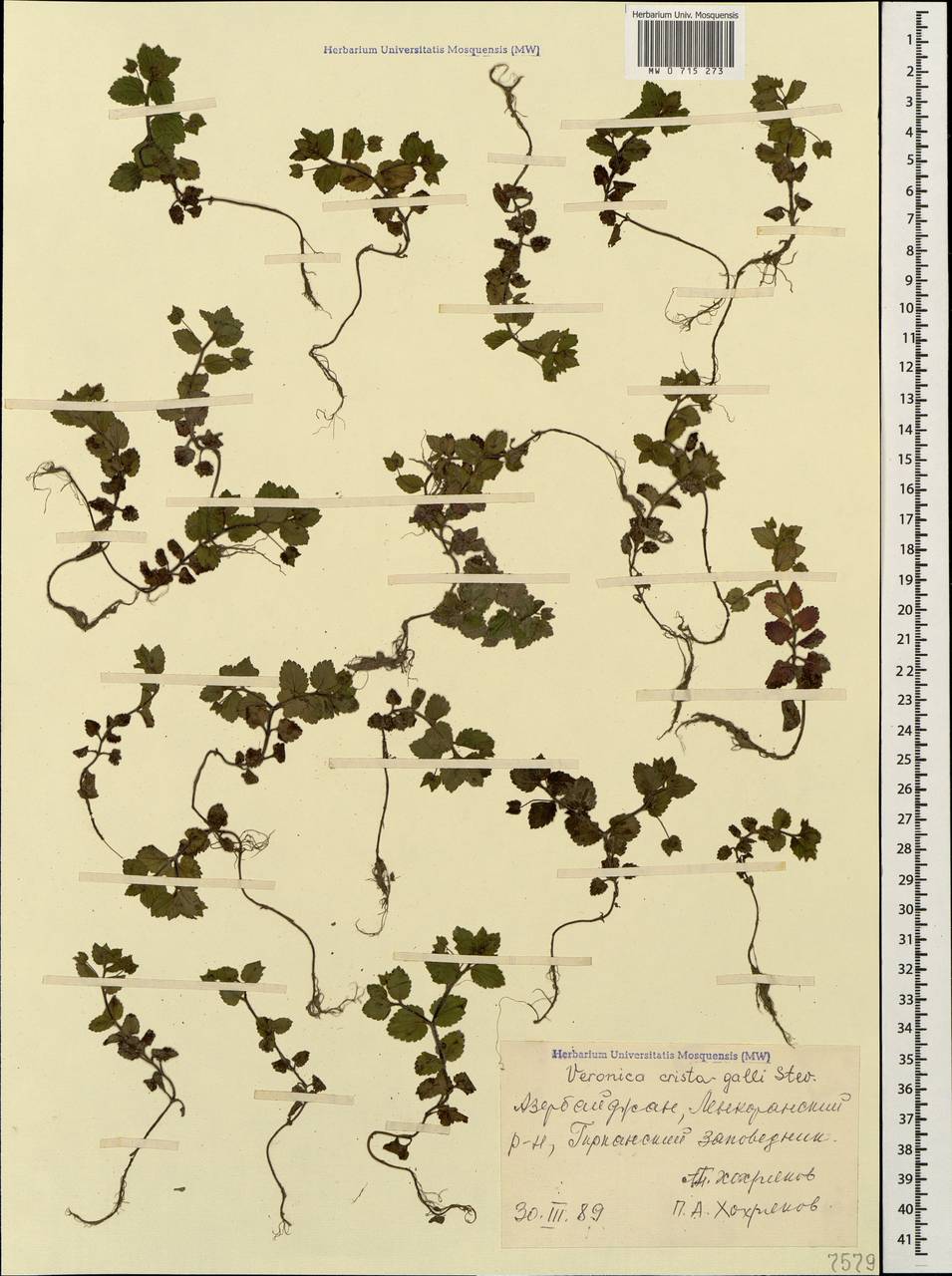 Veronica crista-galli Steven, Caucasus, Azerbaijan (K6) (Azerbaijan)