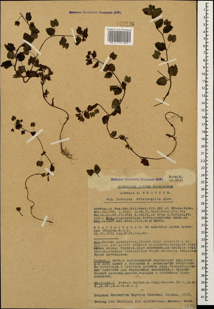 Veronica crista-galli Steven, Caucasus, Azerbaijan (K6) (Azerbaijan)