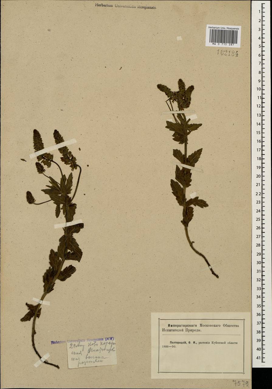 Veronica austriaca subsp. dentata (F. W. Schmidt) Watzl, Caucasus, Krasnodar Krai & Adygea (K1a) (Russia)