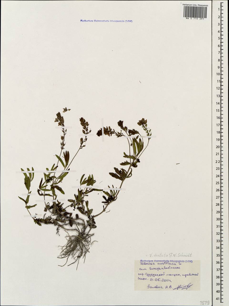 Veronica austriaca subsp. dentata (F. W. Schmidt) Watzl, Caucasus, Black Sea Shore (from Novorossiysk to Adler) (K3) (Russia)
