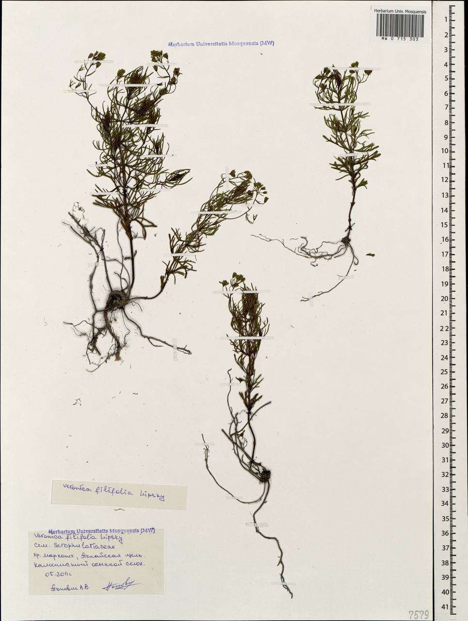 Veronica filifolia Lipsky, Caucasus, Black Sea Shore (from Novorossiysk to Adler) (K3) (Russia)