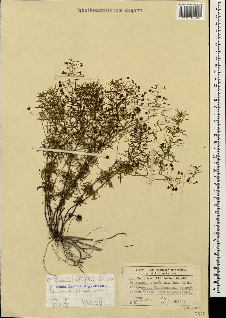 Veronica filifolia Lipsky, Caucasus, Black Sea Shore (from Novorossiysk to Adler) (K3) (Russia)