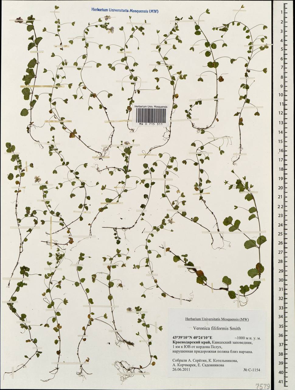 Veronica filiformis Sm., Caucasus, Krasnodar Krai & Adygea (K1a) (Russia)