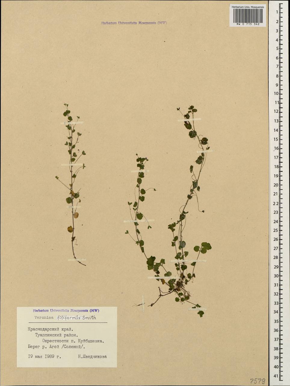 Veronica filiformis Sm., Caucasus, Black Sea Shore (from Novorossiysk to Adler) (K3) (Russia)