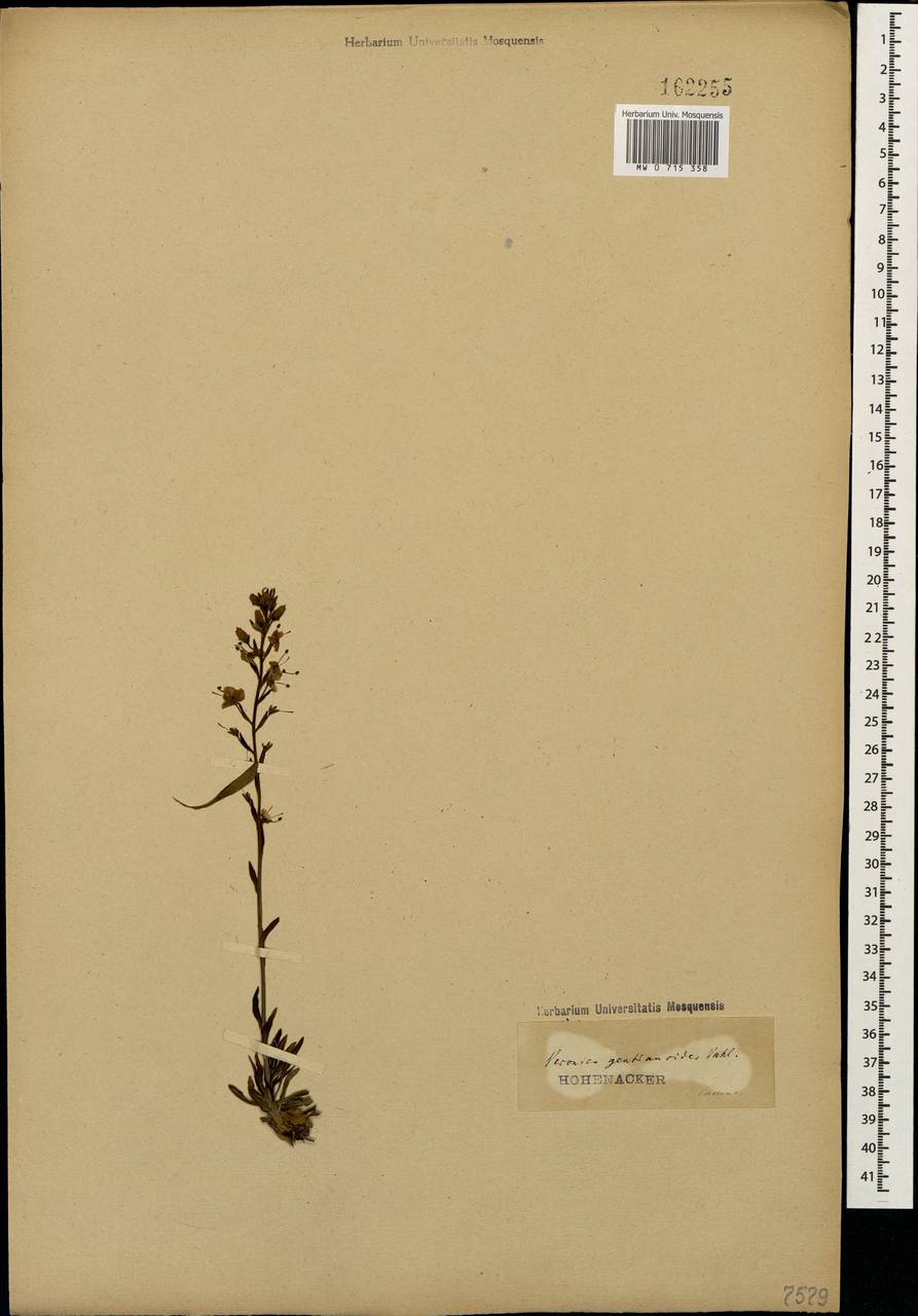 Veronica gentianoides Vahl, Caucasus (no precise locality) (K0)