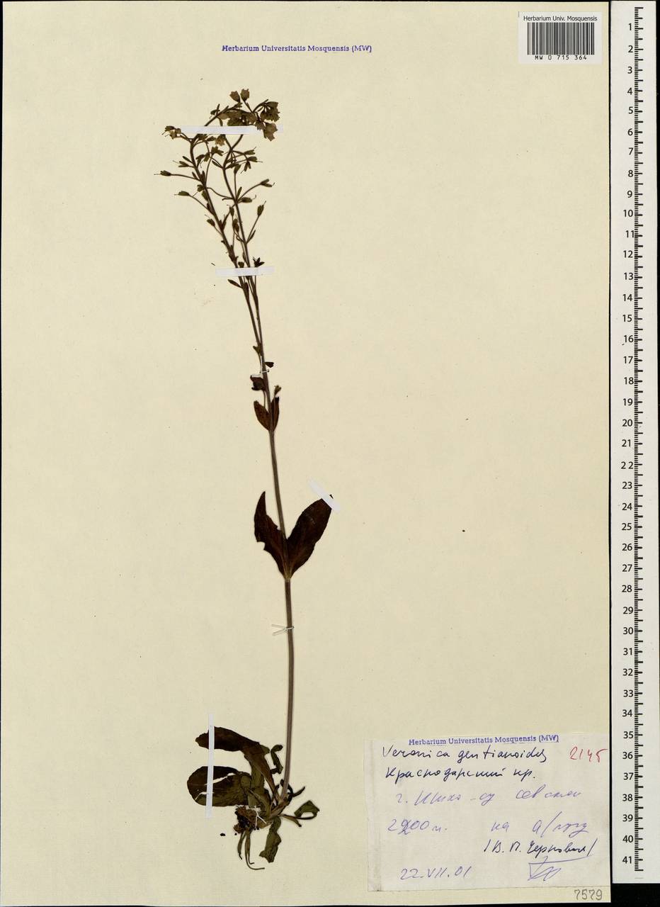 Veronica gentianoides Vahl, Caucasus, Krasnodar Krai & Adygea (K1a) (Russia)