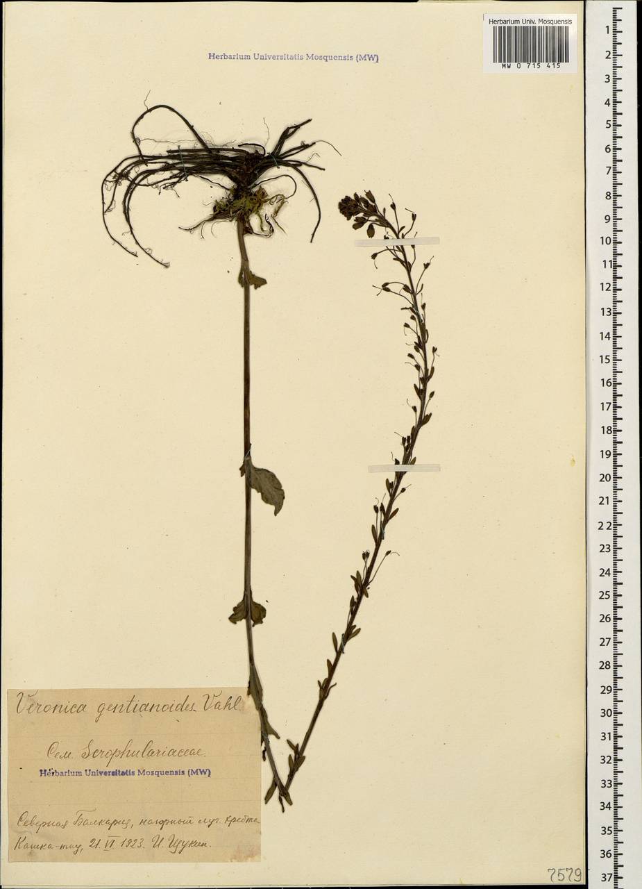 Veronica gentianoides Vahl, Caucasus, Stavropol Krai, Karachay-Cherkessia & Kabardino-Balkaria (K1b) (Russia)