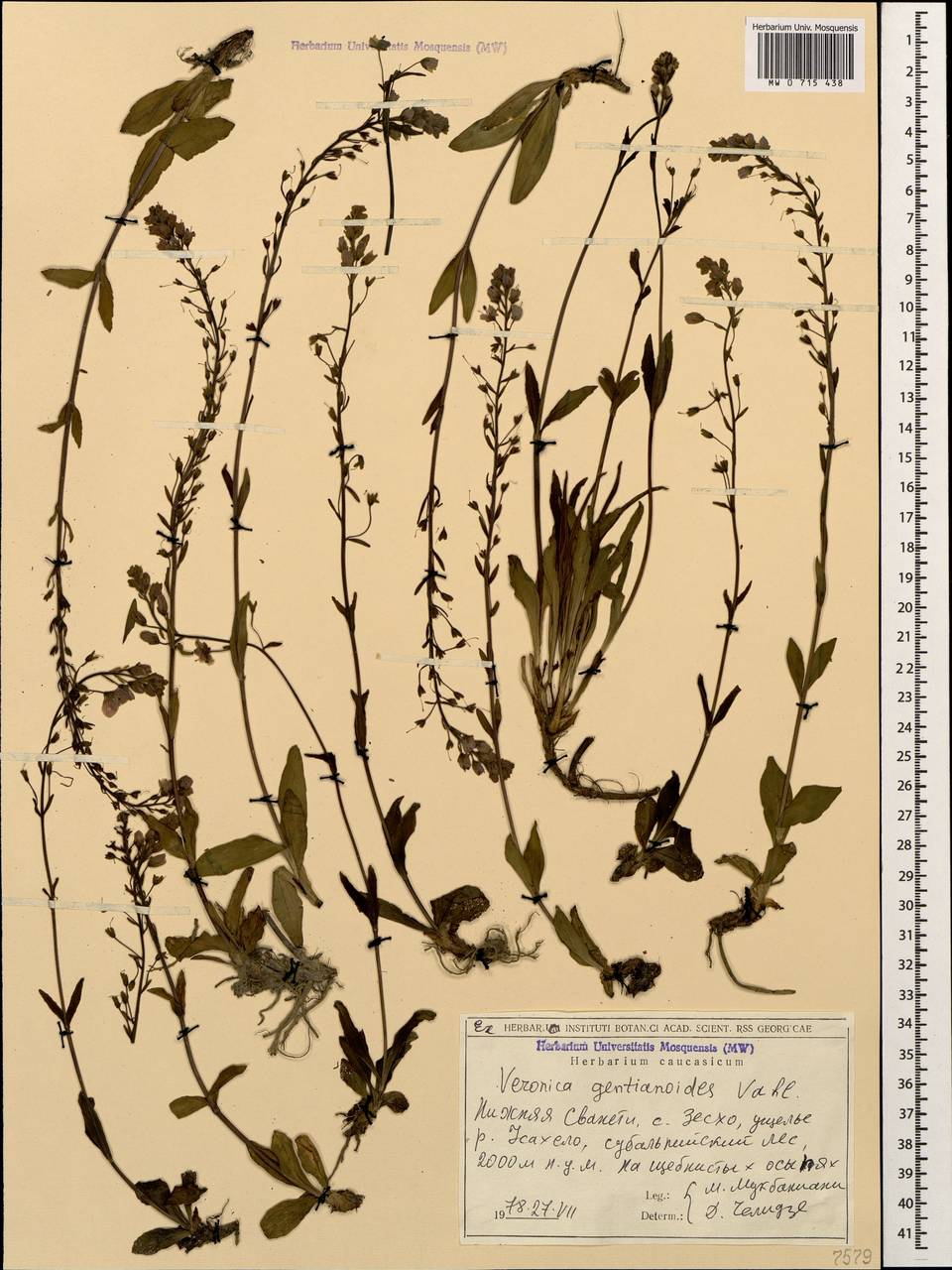 Veronica gentianoides Vahl, Caucasus, Georgia (K4) (Georgia)