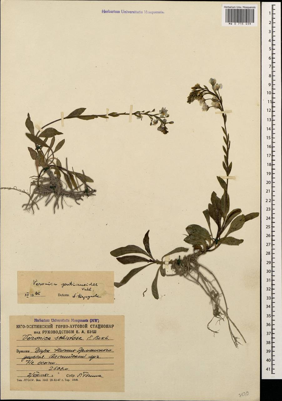 Veronica gentianoides Vahl, Caucasus, South Ossetia (K4b) (South Ossetia)