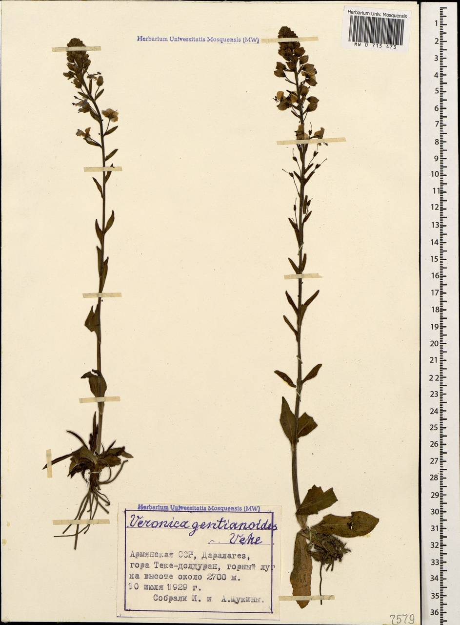 Veronica gentianoides Vahl, Caucasus, Armenia (K5) (Armenia)