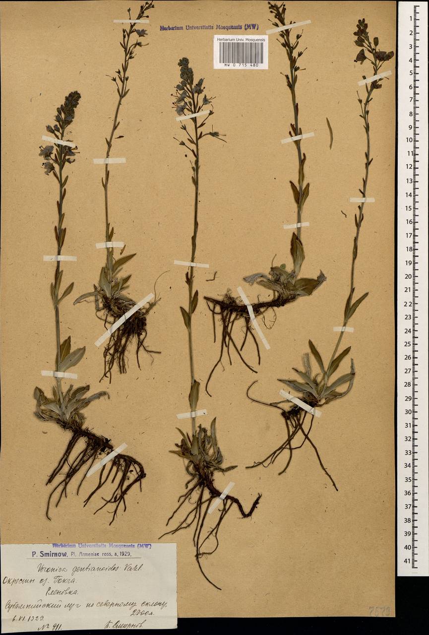 Veronica gentianoides Vahl, Caucasus, Armenia (K5) (Armenia)