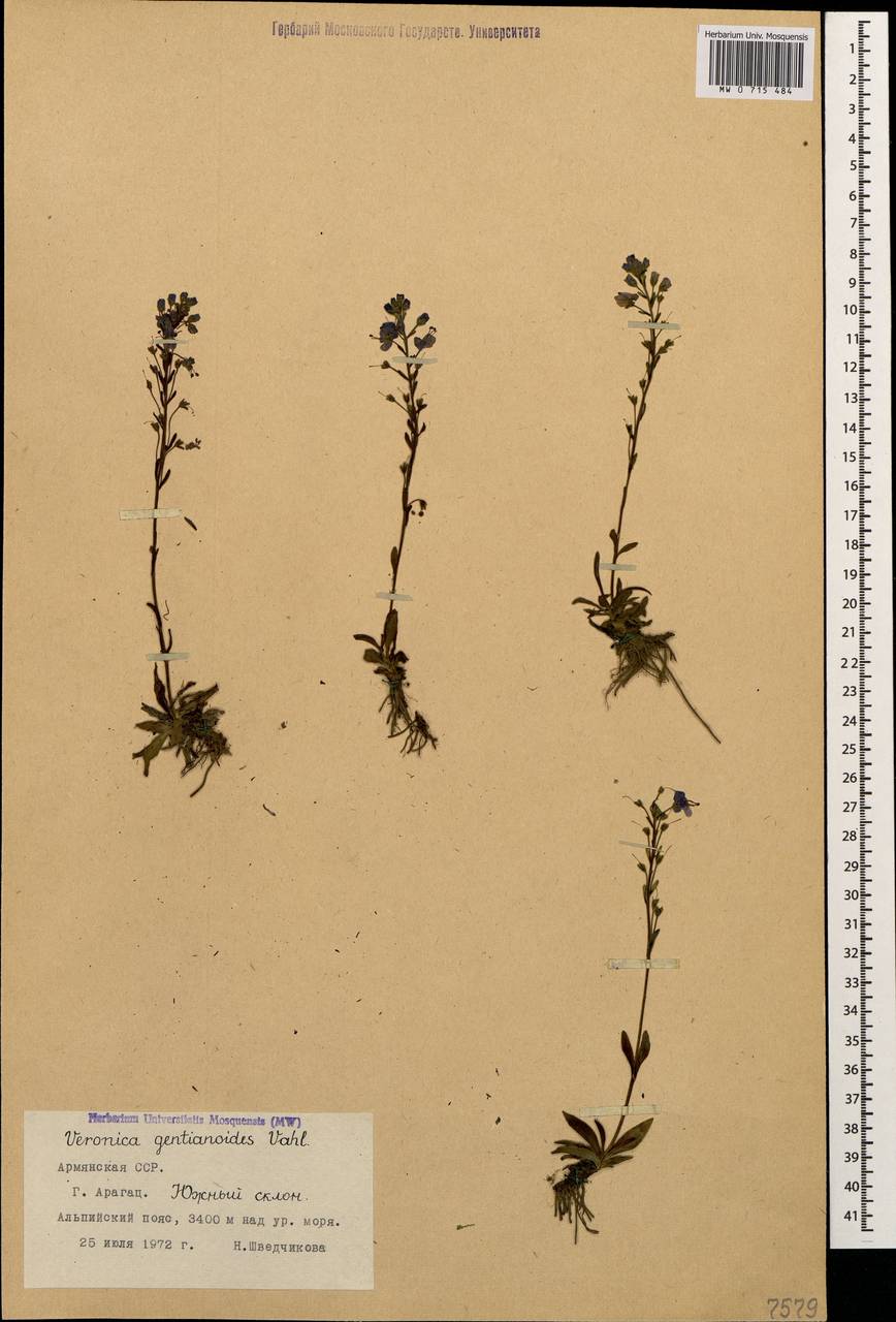 Veronica gentianoides Vahl, Caucasus, Armenia (K5) (Armenia)