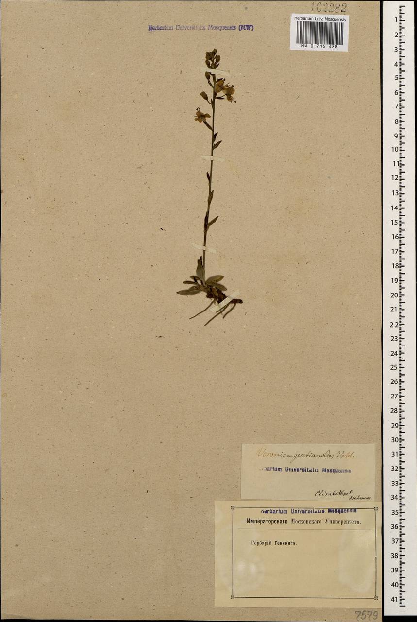 Veronica gentianoides Vahl, Caucasus, Azerbaijan (K6) (Azerbaijan)