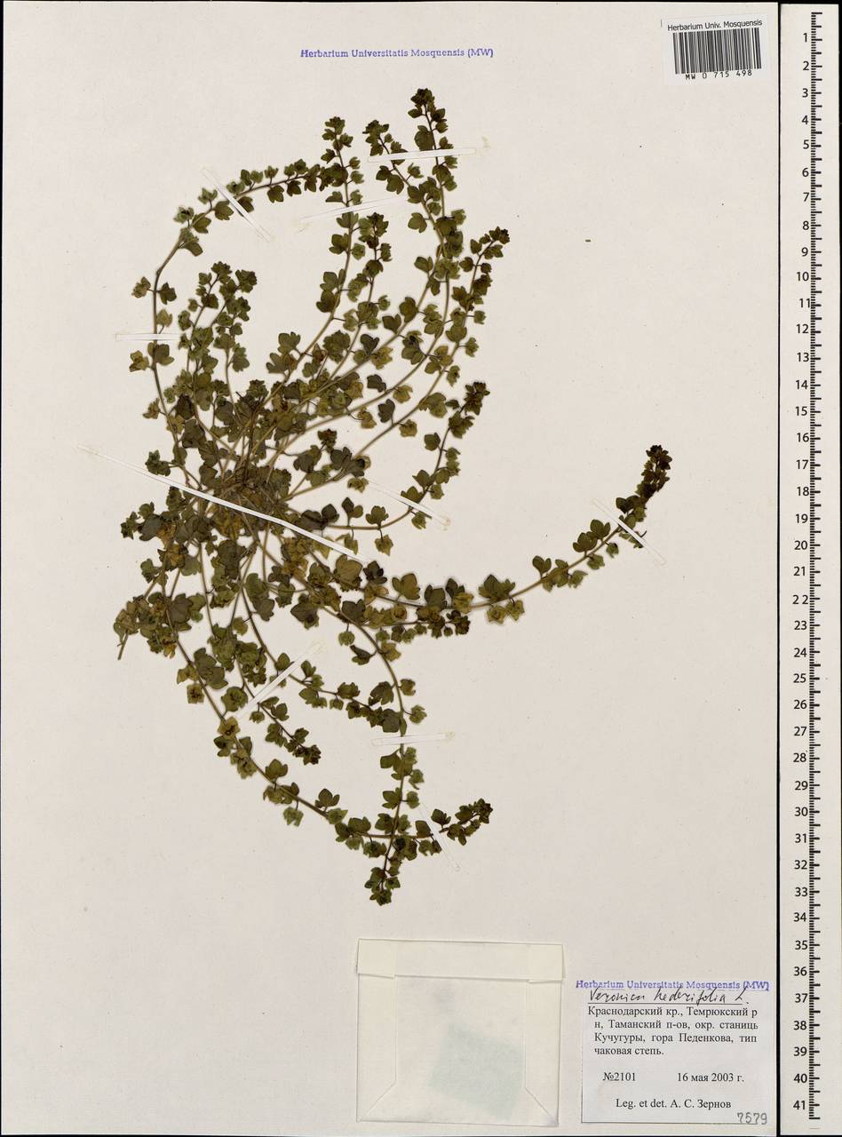 Veronica hederifolia L., Caucasus, Krasnodar Krai & Adygea (K1a) (Russia)