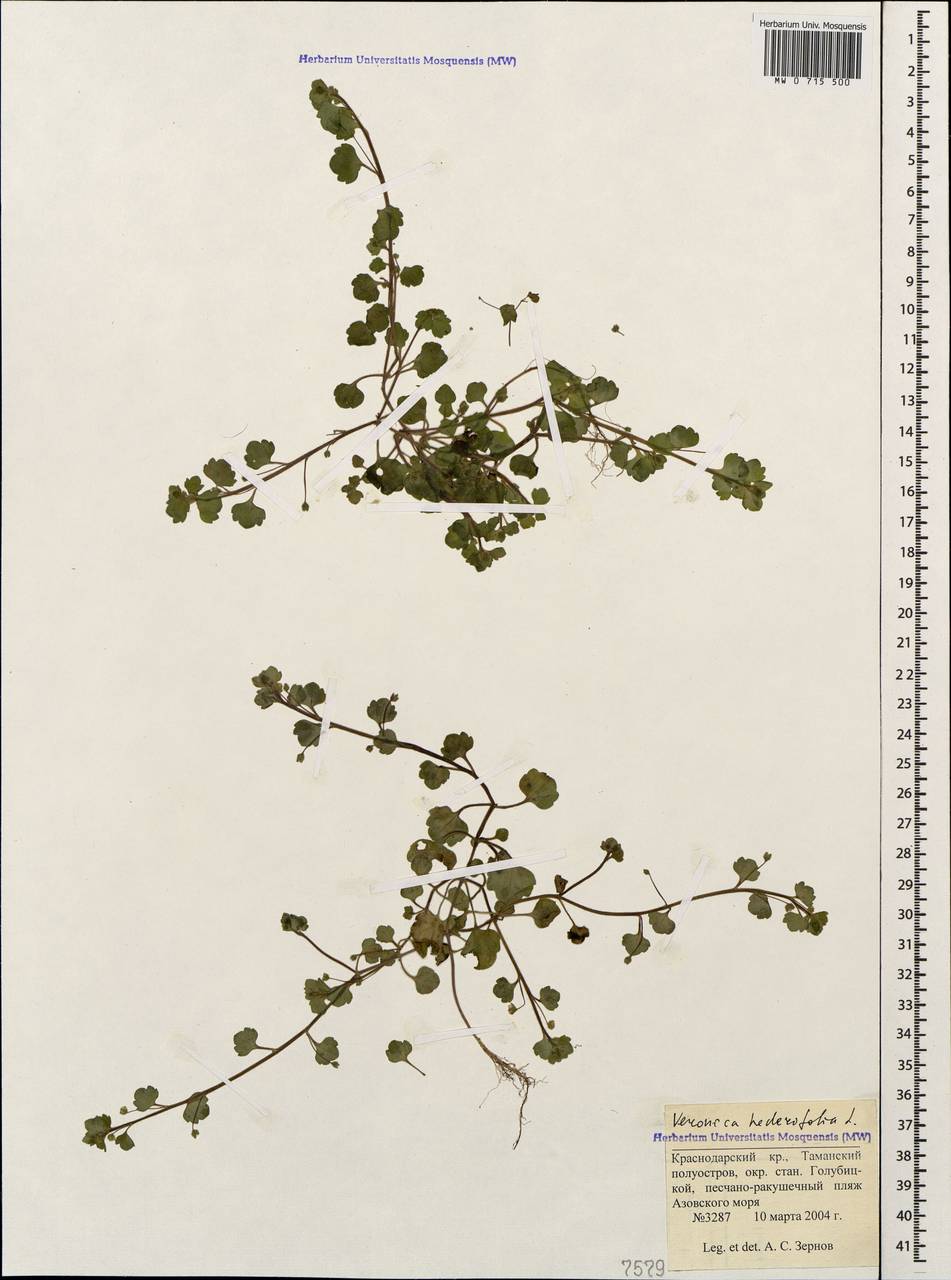 Veronica hederifolia L., Caucasus, Krasnodar Krai & Adygea (K1a) (Russia)