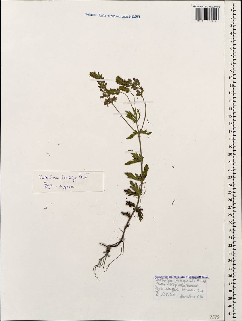 Veronica austriaca subsp. jacquinii (Baumg.) Watzl, Caucasus, Black Sea Shore (from Novorossiysk to Adler) (K3) (Russia)