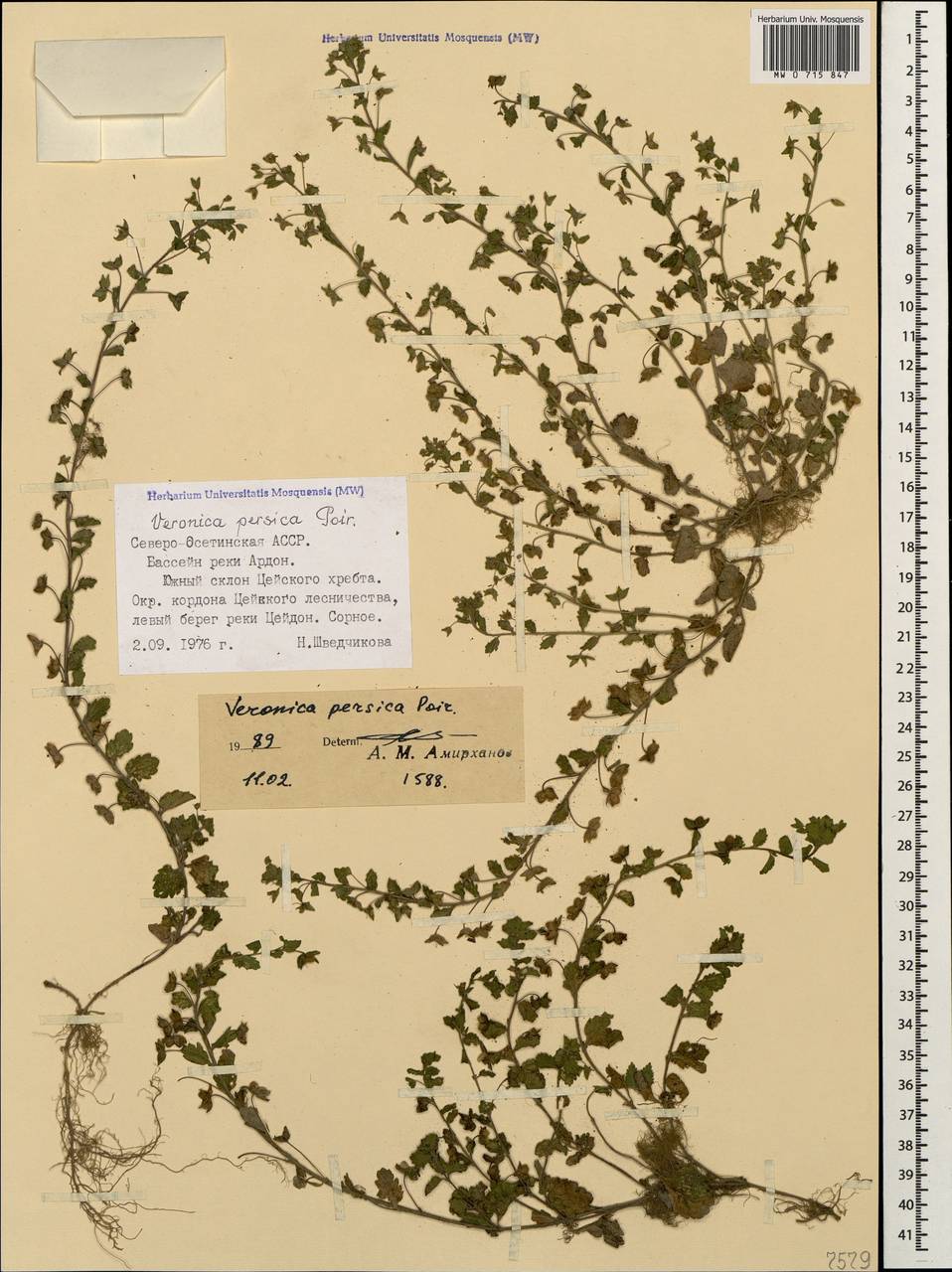 Veronica persica Poir., Caucasus, North Ossetia, Ingushetia & Chechnya (K1c) (Russia)