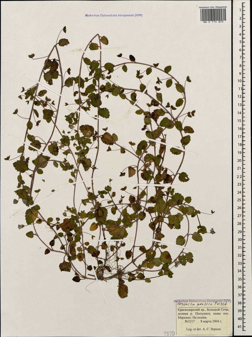 Veronica persica Poir., Caucasus, Black Sea Shore (from Novorossiysk to Adler) (K3) (Russia)