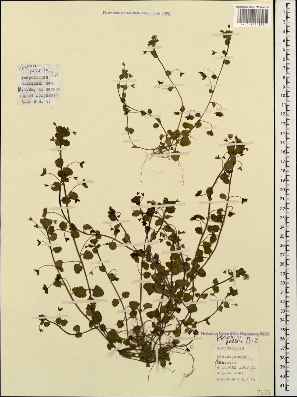 Veronica persica Poir., Caucasus, Azerbaijan (K6) (Azerbaijan)