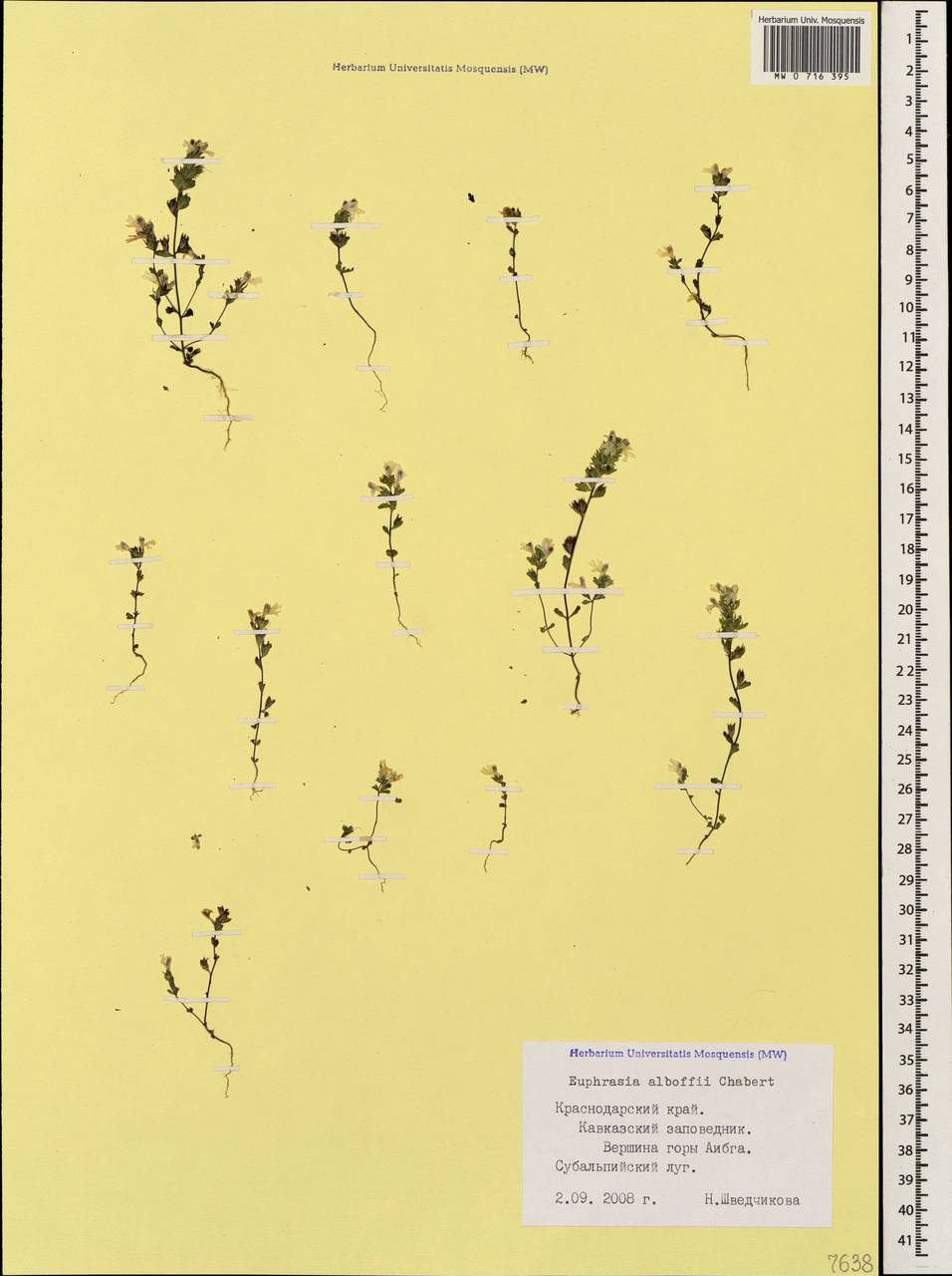 Euphrasia petiolaris Wettst., Caucasus, Krasnodar Krai & Adygea (K1a) (Russia)