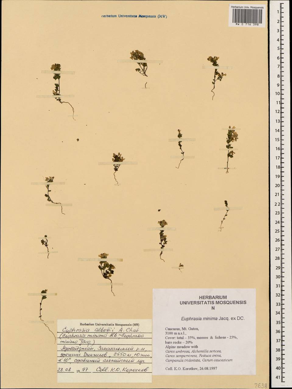 Euphrasia petiolaris Wettst., Caucasus, Azerbaijan (K6) (Azerbaijan)