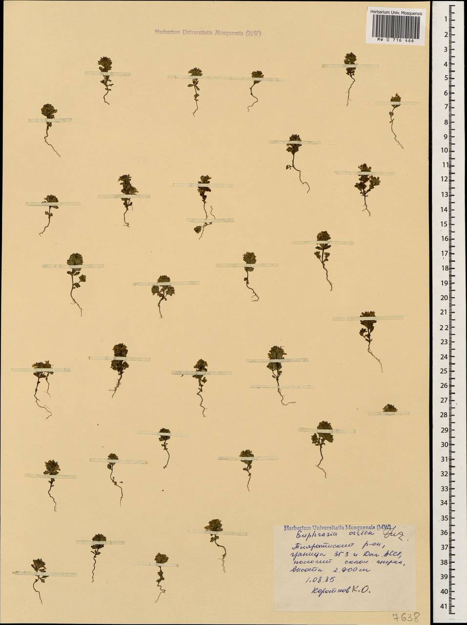 Euphrasia ossica Juz. ex Ganeschin, Caucasus, Dagestan (K2) (Russia)