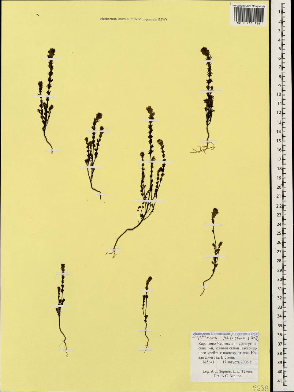 Euphrasia petiolaris Wettst., Caucasus, Stavropol Krai, Karachay-Cherkessia & Kabardino-Balkaria (K1b) (Russia)