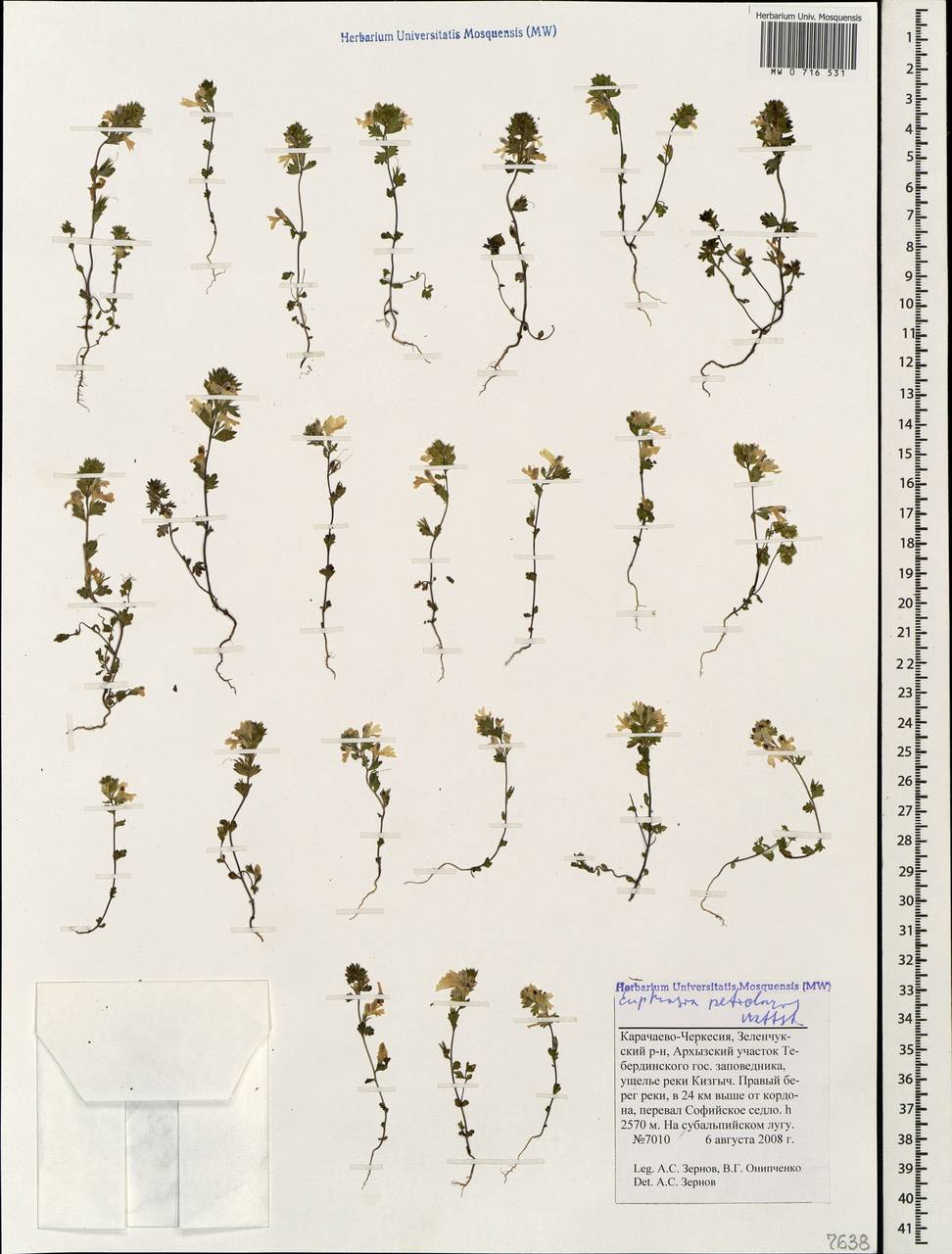 Euphrasia petiolaris Wettst., Caucasus, Stavropol Krai, Karachay-Cherkessia & Kabardino-Balkaria (K1b) (Russia)