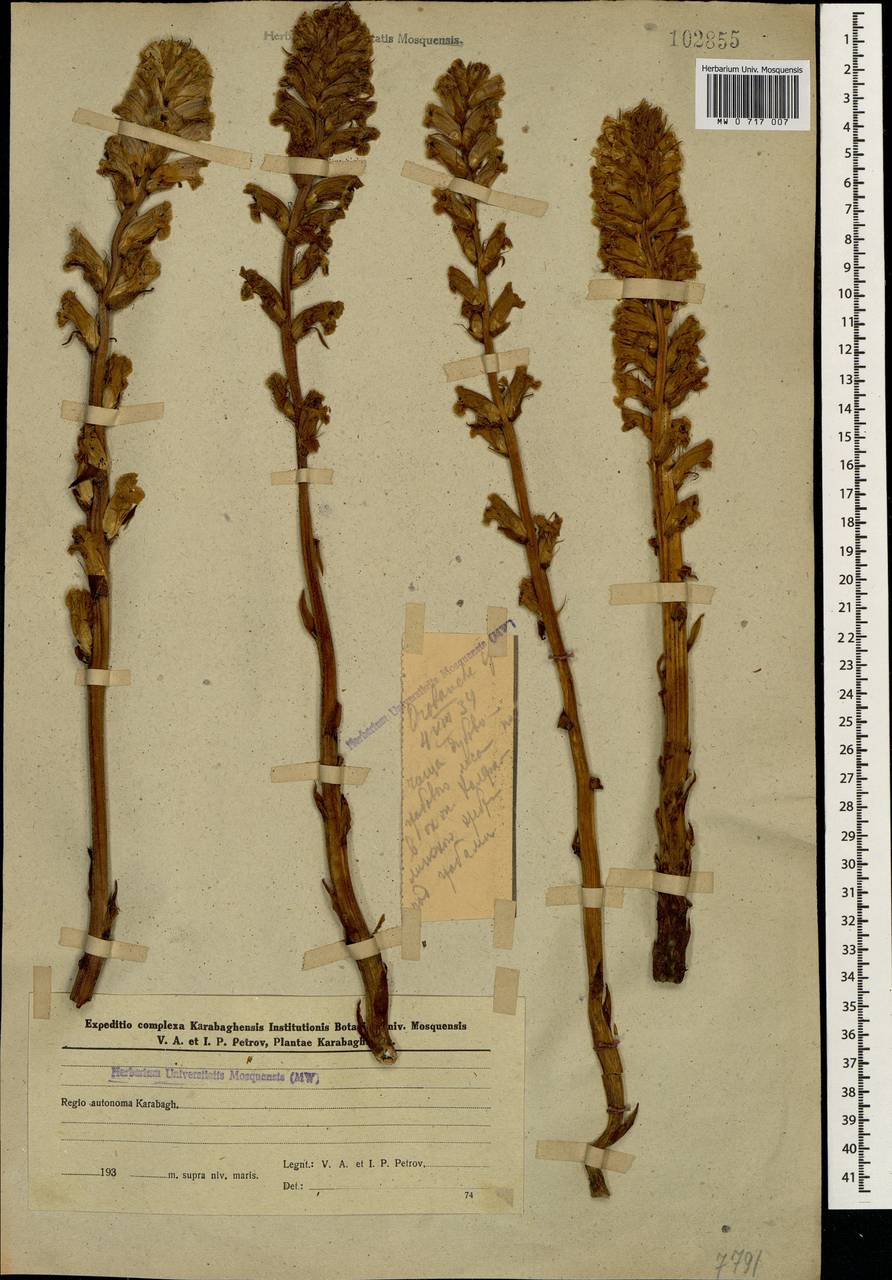 Orobanche lutea Baumg., Caucasus, Azerbaijan (K6) (Azerbaijan)