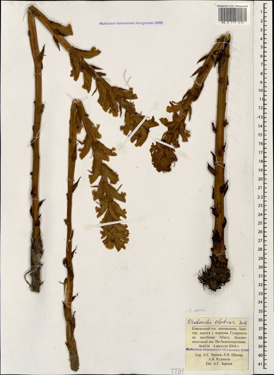 Orobanche elatior subsp. elatior, Caucasus, Krasnodar Krai & Adygea (K1a) (Russia)