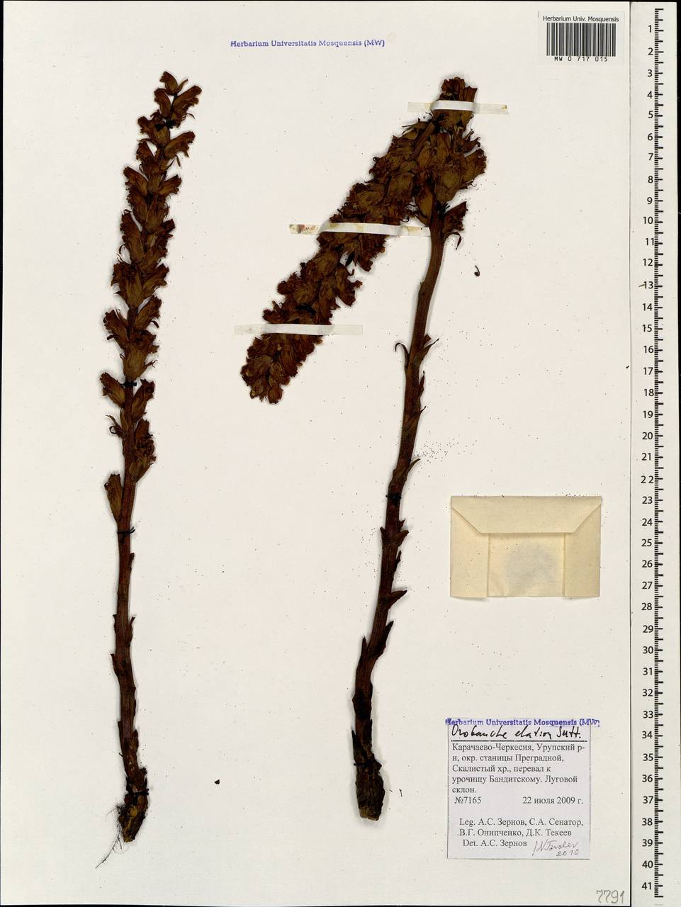 Orobanche elatior subsp. elatior, Caucasus, Stavropol Krai, Karachay-Cherkessia & Kabardino-Balkaria (K1b) (Russia)