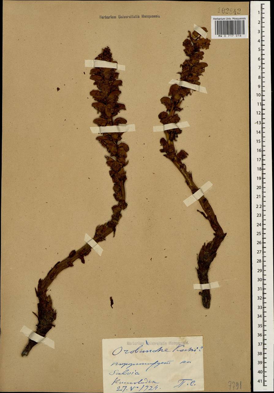 Orobanche elatior subsp. elatior, Caucasus, Stavropol Krai, Karachay-Cherkessia & Kabardino-Balkaria (K1b) (Russia)