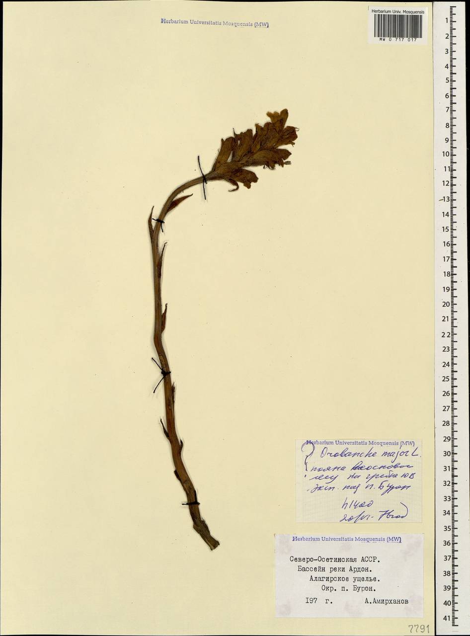 Orobanche elatior subsp. elatior, Caucasus, North Ossetia, Ingushetia & Chechnya (K1c) (Russia)