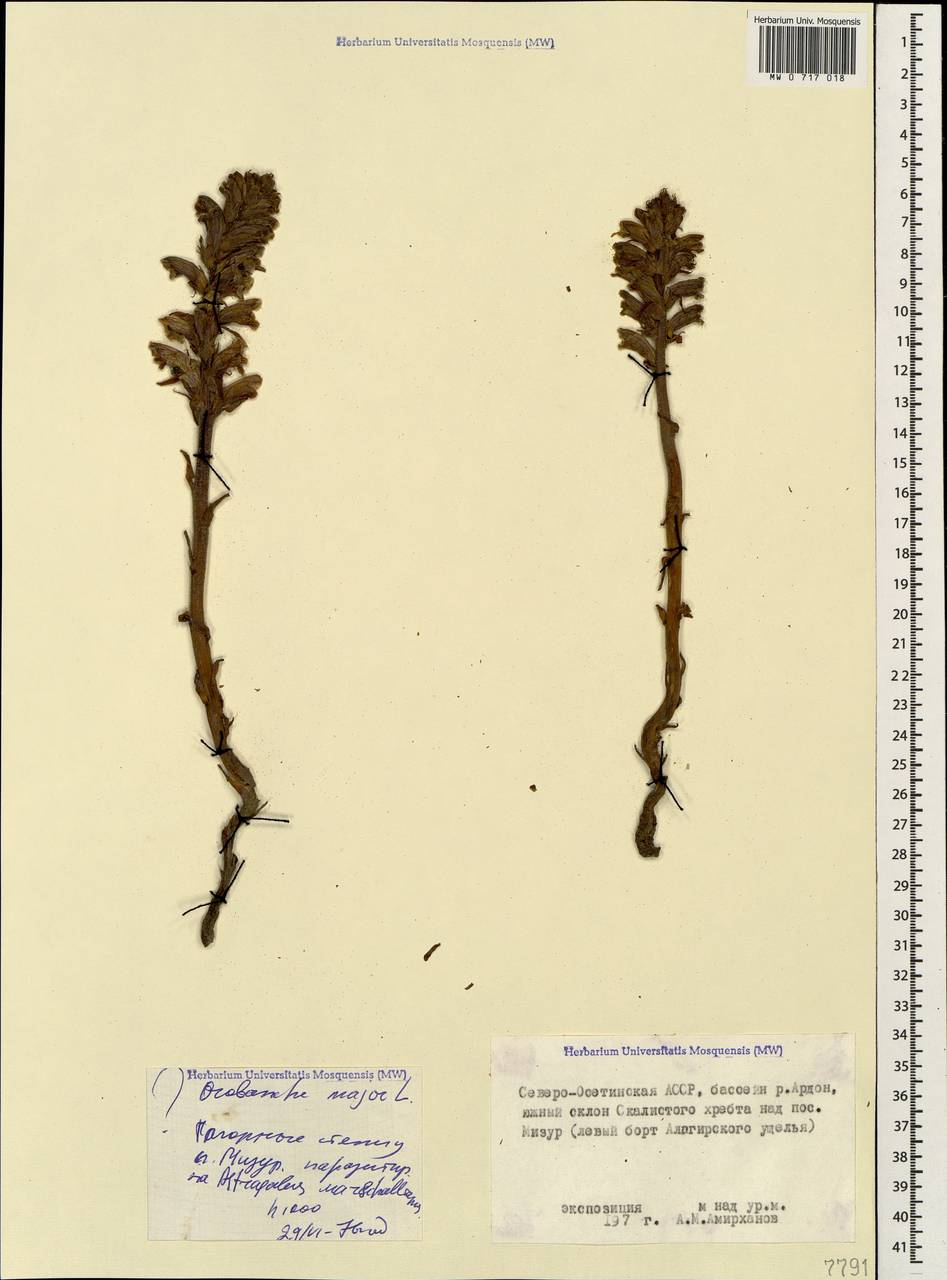 Orobanche elatior subsp. elatior, Caucasus, North Ossetia, Ingushetia & Chechnya (K1c) (Russia)