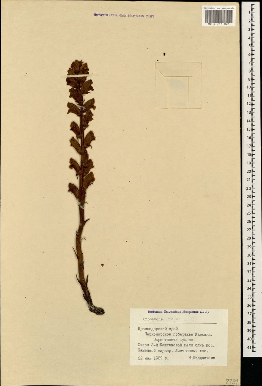 Orobanche elatior subsp. elatior, Caucasus, Black Sea Shore (from Novorossiysk to Adler) (K3) (Russia)
