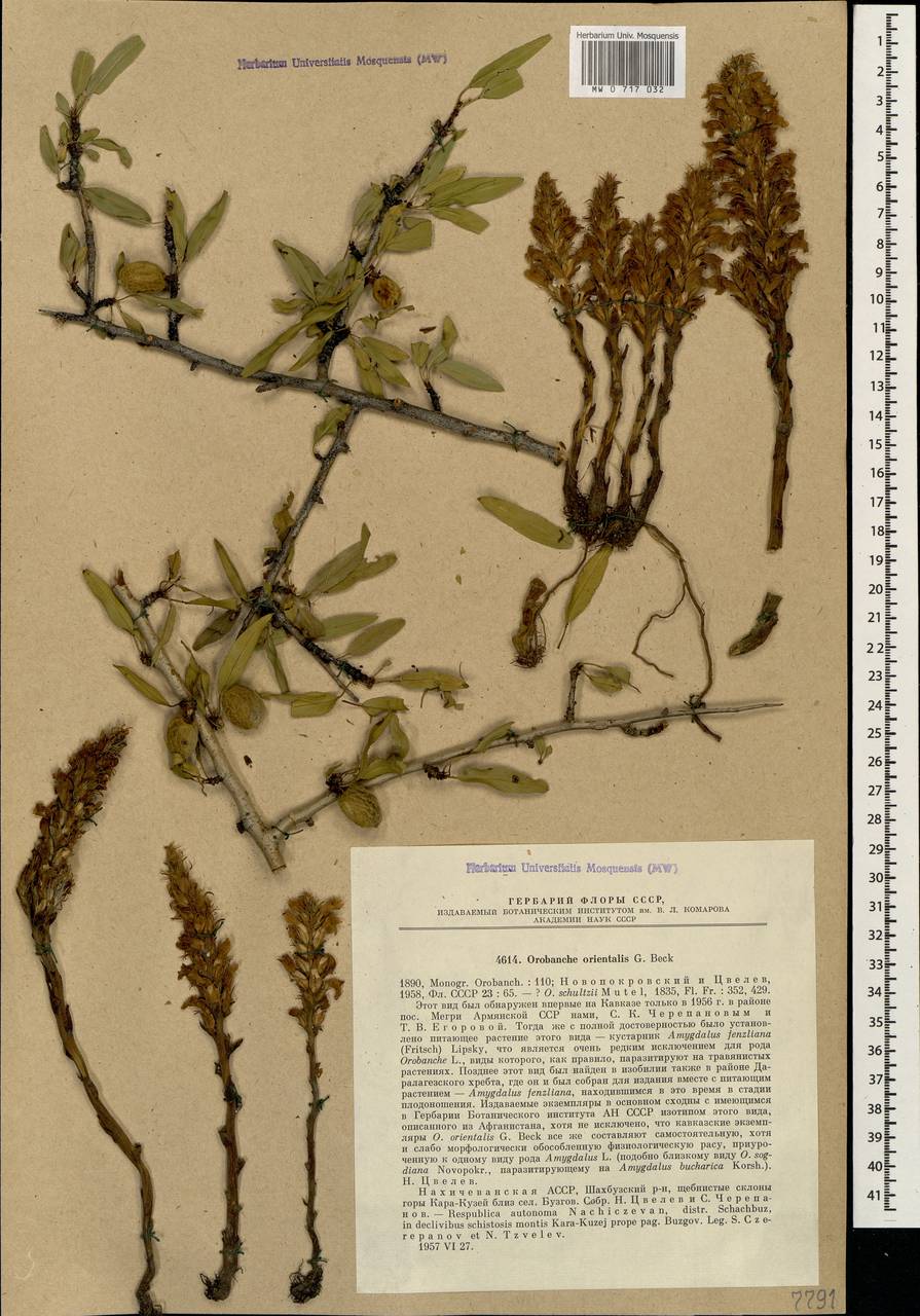 Phelipanche orientalis (G. Beck) Sojak, Caucasus, Azerbaijan (K6) (Azerbaijan)