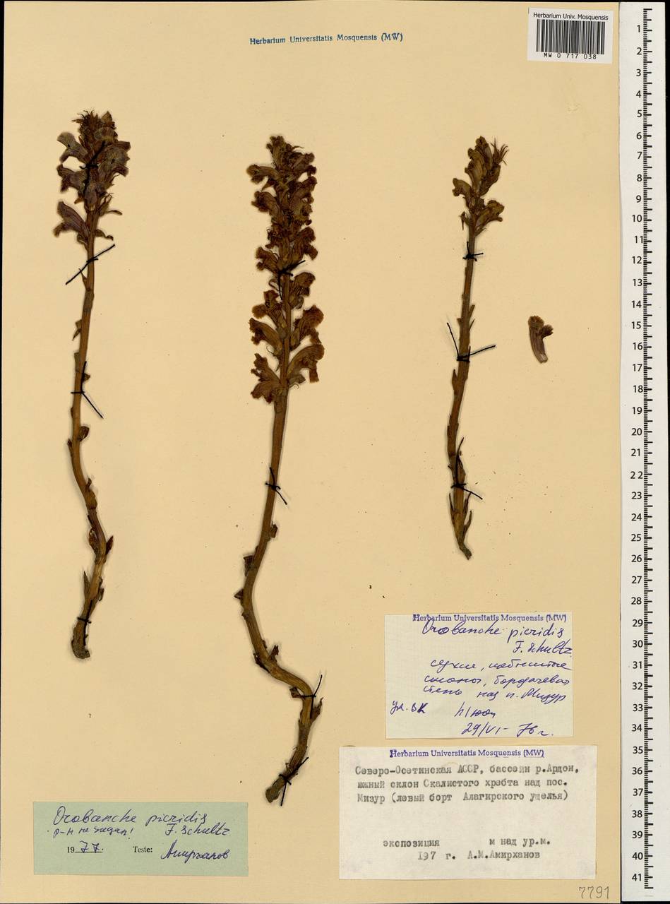 Orobanche picridis F. W. Schultz, Caucasus, North Ossetia, Ingushetia & Chechnya (K1c) (Russia)