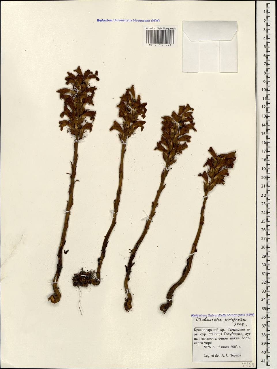 Phelipanche purpurea, Caucasus, Krasnodar Krai & Adygea (K1a) (Russia)