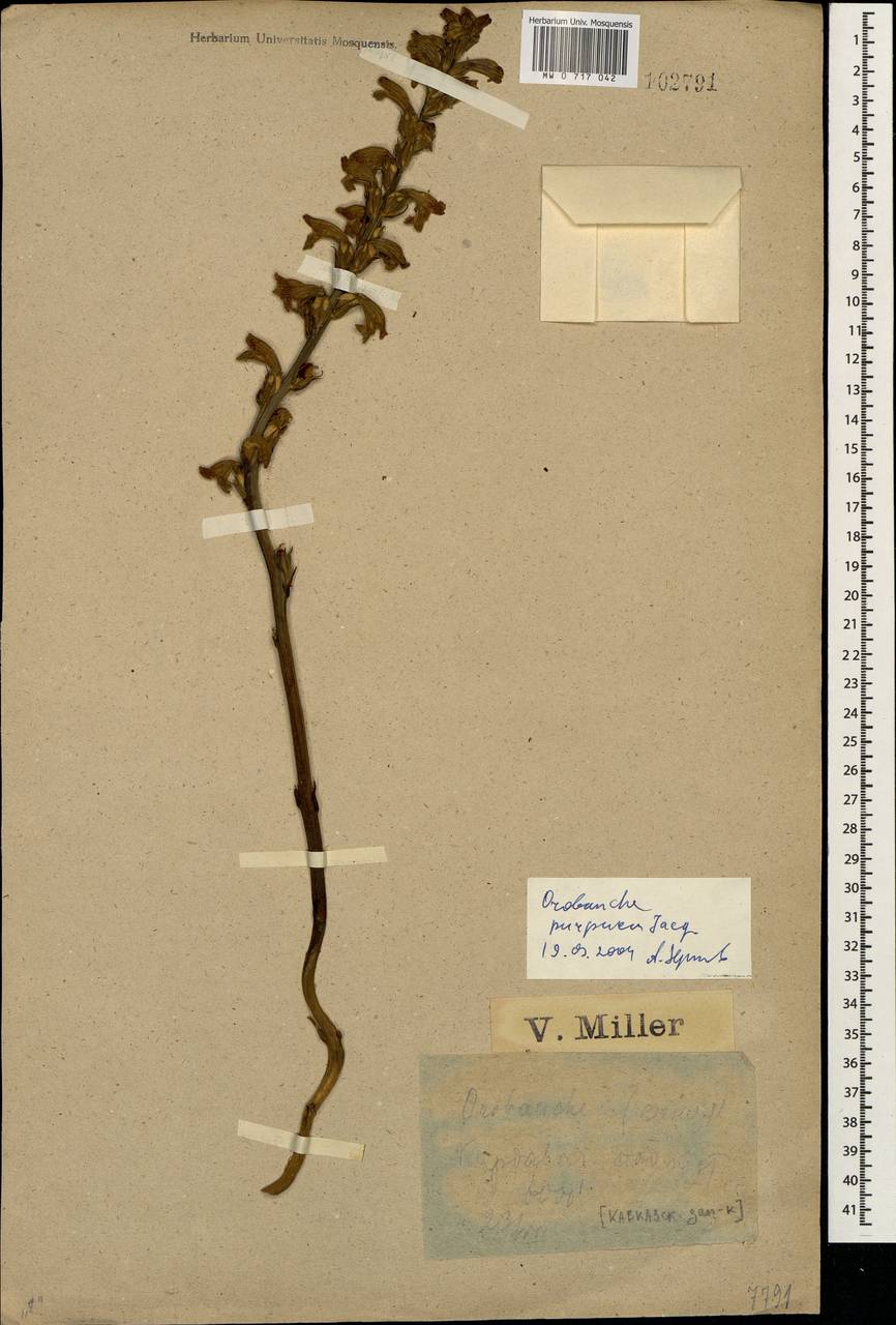 MW0717042, Phelipanche purpurea (Фелипанхе пурпурная, Заразиха пурпурная), specimen Phelipanche purpurea, Caucasus, Krasnodar Krai & Adygea (K1a) (Russia)