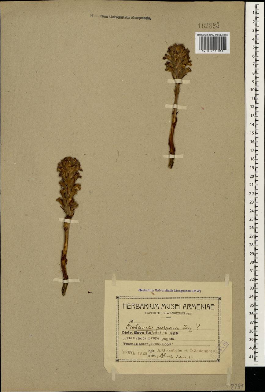Phelipanche purpurea, Caucasus, Armenia (K5) (Armenia)