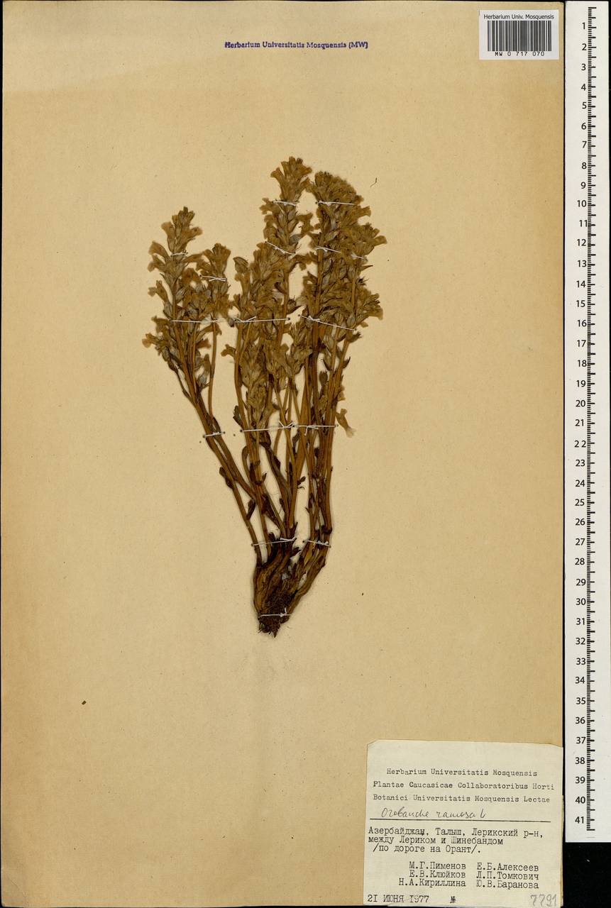 Phelipanche ramosa (L.) Pomel, Caucasus, Azerbaijan (K6) (Azerbaijan)